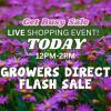Text over a field of purple flowers announces a "Growers Direct Flash Sale" live shopping event today from 12pm-2pm, featuring unbeatable Flash Sale deals as part of the "Get Busy Sale.