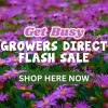 A field of purple flowers with text overlay: "Flash Sale Alert! Get Busy Growers Direct Flash Sale. Shop Here Now.