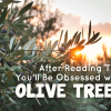 Olive branches with ripe olives against a sunset, with text overlay stating "after planting this in your garden, you'll be obsessed with olive trees.