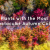 Aerial view of a dense forest with trees displaying vibrant autumn colors, overlay text reading "top indoor plants with the most spectacular autumn colour.