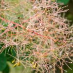 Hello Hello Plants Cotinus coggygria Smokebush flower pink-min