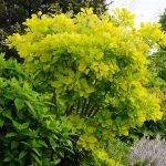 Hello Hello Plants Nursery Melbourne Victoria Australia Victoria Australia Cotinus coggygria Golden Spirit Smoke Bush Tree