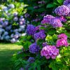 A bunch of modern purple and blue hydrangea flowers in a garden.