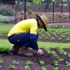 Landscaper-1