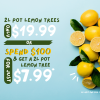 Promotional image featuring discount prices for 2l pot lemon trees against a blue background with fresh lemons and slices scattered around.