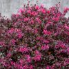 A vibrant bush with numerous small, bright pink flowers and dark green foliage grows in front of a plain, grey concrete wall, resembling one of the top indoor plants for adding a burst of color to any space.