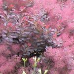 A garden featuring a Cotinus 'Purple Smoke Bush' 6" Pot surrounded by delicate pink and red foliage with scattered red roses.