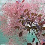 A pink Cotinus 'Purple Smoke Bush' 10" Pot plant in front of a green wall.