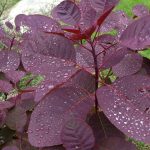 Hello Cotinus 'Purple Smoke Bush' 10" Pot with purple leaves and water droplets on them.