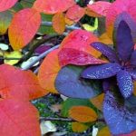 A plant with red, purple, and yellow leaves among Cotinus 'Purple Smoke Bush' 10" Pot.