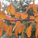 Smoke Bush "Grace"