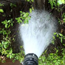 A garden hose planting sprays water on a tree.