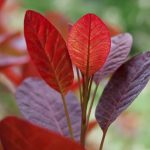 Red and purple leaves of the Cotinus 'Royal Purple' Smoke Bush 10" Pot, also known as the Smoke Bush, against a blurred green background.