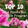 Top 10 best indoor plants for incredible fragrance" text over a background of blooming pink roses.