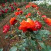Field Dug Roses