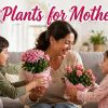 A woman smiles as two children give her potted flowering plants in a living room decorated with more greenery; text reads "Top 10 Plants for Mother’s Day!.